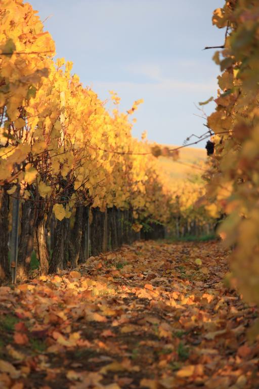 Gites Des Dix Vins Dangolsheim ภายนอก รูปภาพ